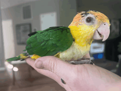 White Bellied Caique Baby